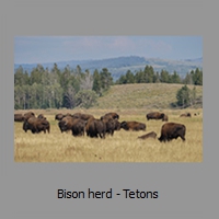 Bison herd - Tetons